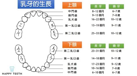 門牙大小|對於牙齒介紹你認識多少？認識牙齒以及牙齒構造｜快 